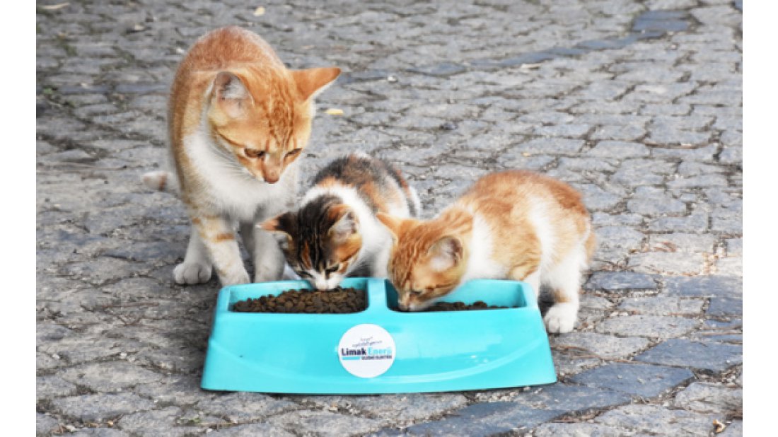 Yaz sıcaklarında sokak hayvanlarına destek