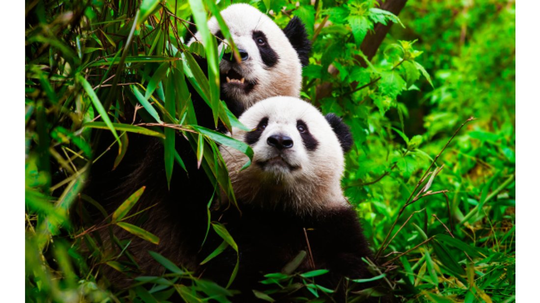 BBC Türksat’ın KabloTV Platformuyla anlaştı!