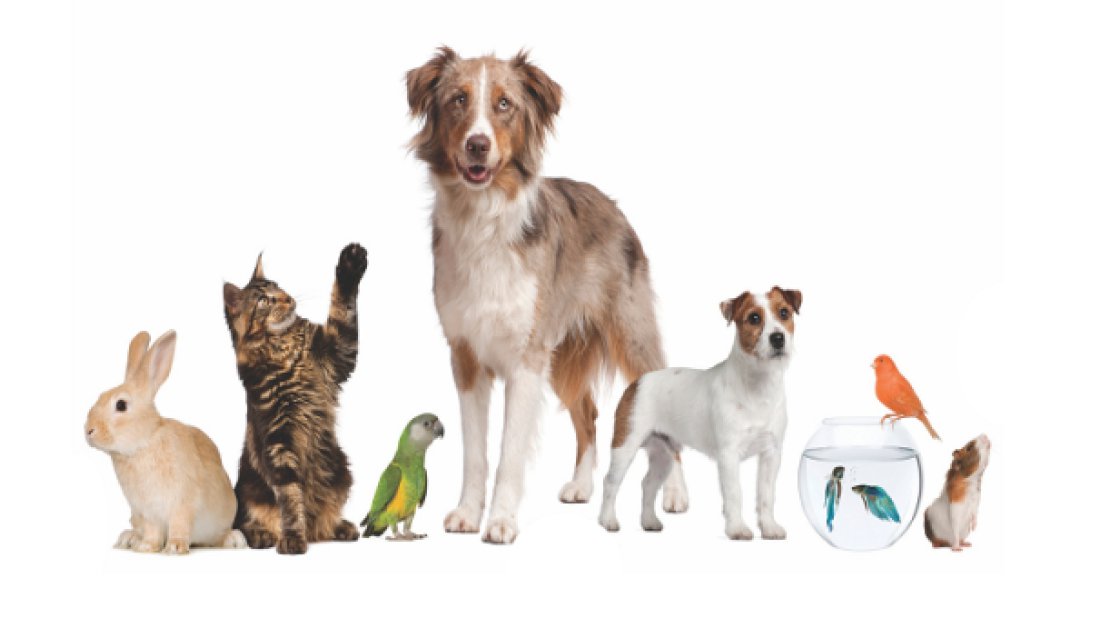 Dijital dünyada evcil hayvanları korumak için neler yapabiliriz?