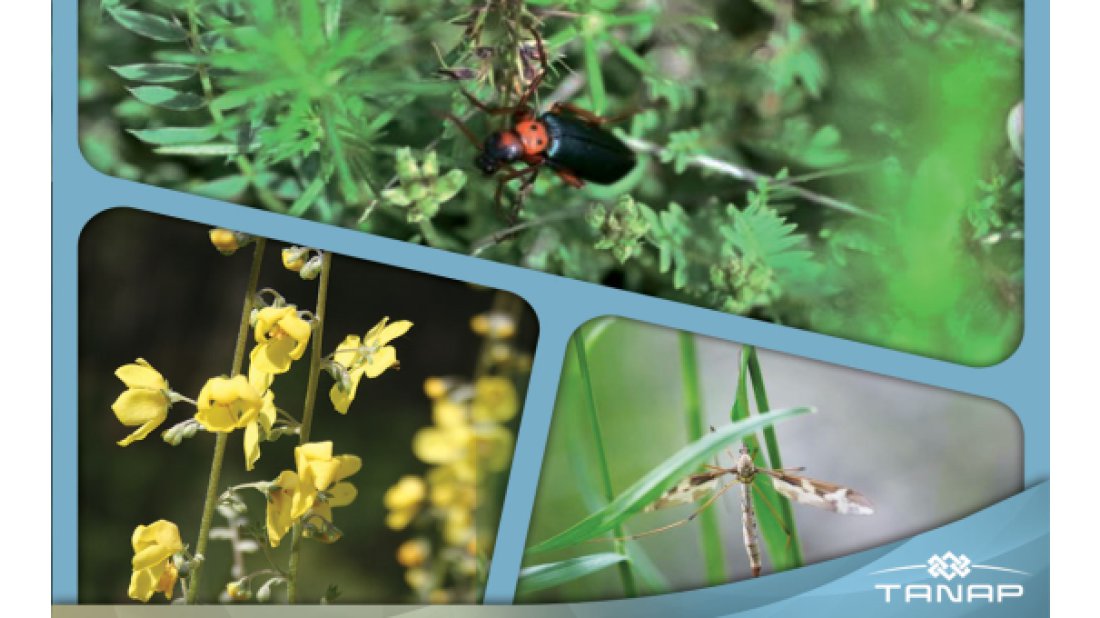 TANAP'a Uluslararası Çevre Ödülü