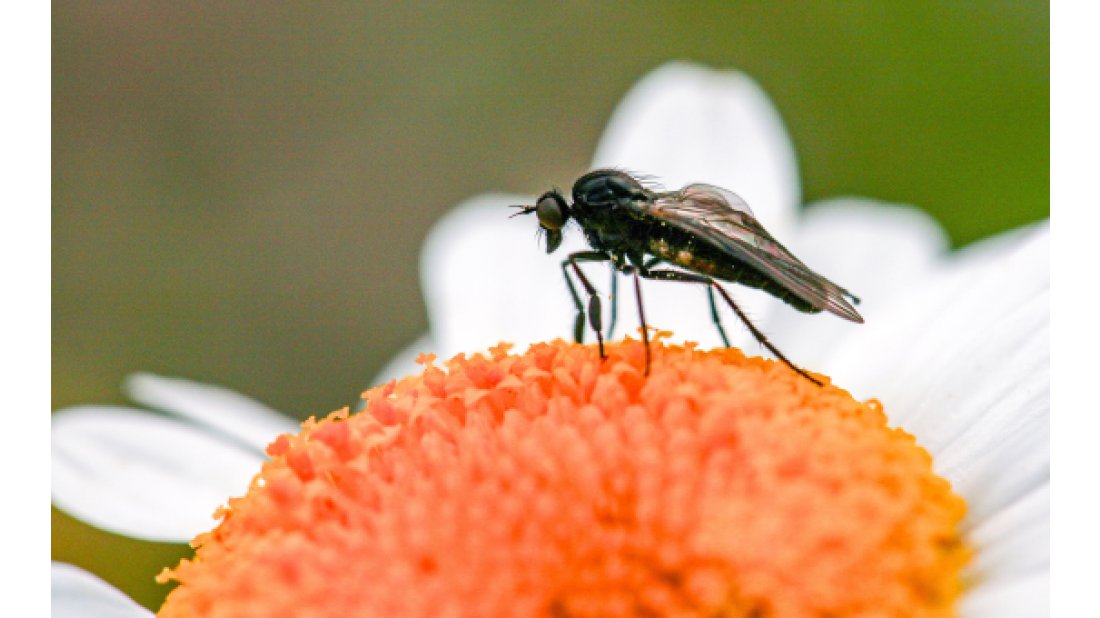 TANAP, Türkiye’nin Biyoçeşitliliğine Değer Katmaya Devam Ediyor!